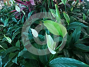 Spathiphyllum wallisii, commonly known asÂ peace lily,Â white sails,Â spathe flower, cobra plant